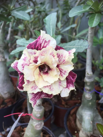 ✨🌸 Desert Rose – Low-Maintenance Exotic Flowering Plant