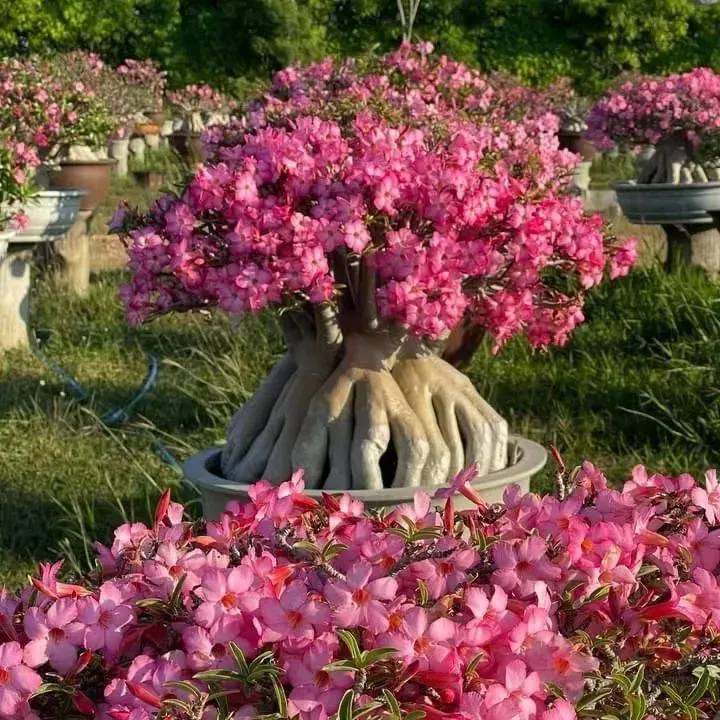 ✨🌸 Desert Rose – Low-Maintenance Exotic Flowering Plant