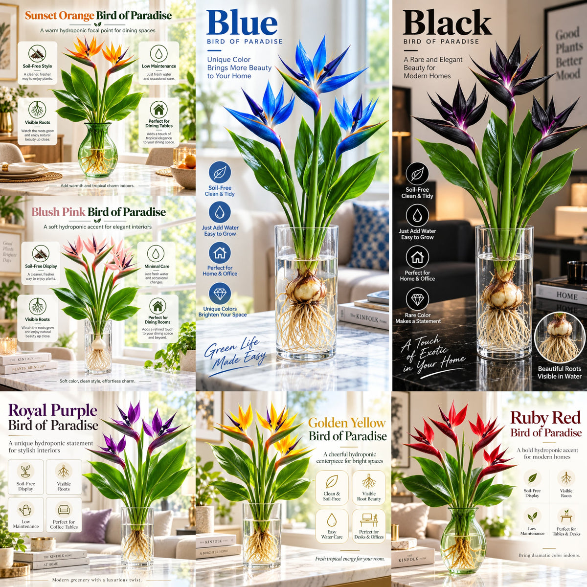 🌿✨ Bird of Paradise Water Plant – Tropical Water-Grown Indoor Plant 💧🌱