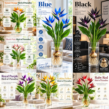 🌿✨ Bird of Paradise Water Plant – Tropical Water-Grown Indoor Plant 💧🌱
