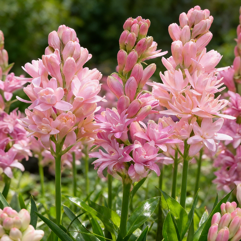 🌙🌺 Moon Garden Tuberose | Double Bloom Fragrant Flower Bulbs