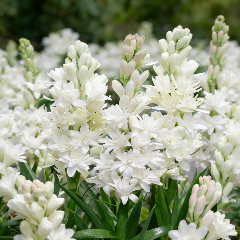 🌙🌺 Moon Garden Tuberose | Double Bloom Fragrant Flower Bulbs