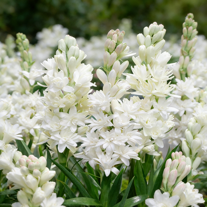 🌙🌺 Moon Garden Tuberose | Double Bloom Fragrant Flower Bulbs