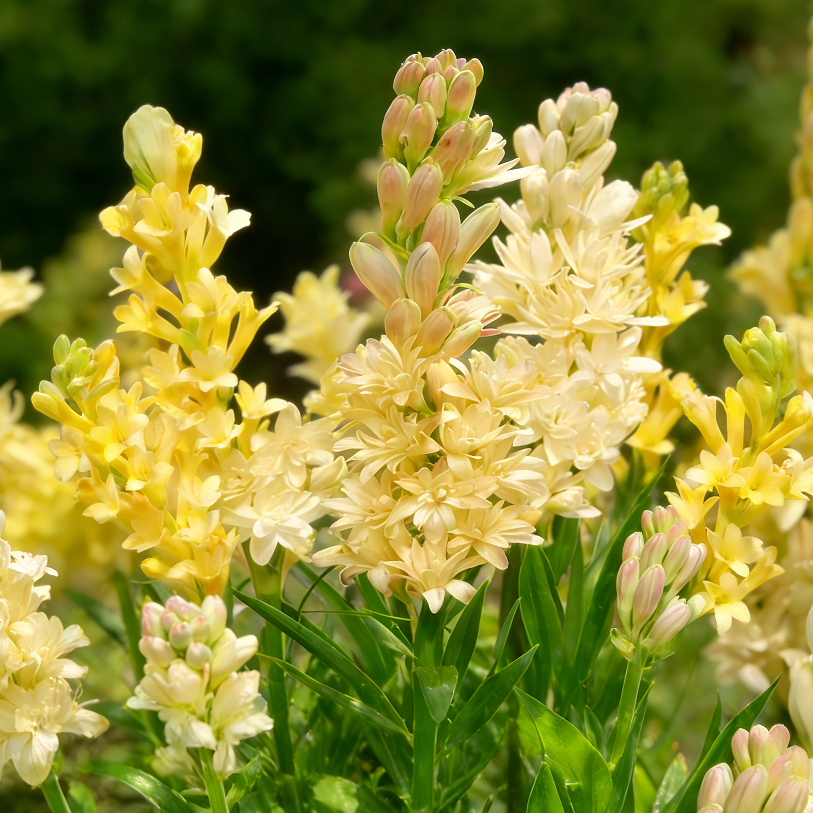 🌙🌺 Moon Garden Tuberose | Double Bloom Fragrant Flower Bulbs