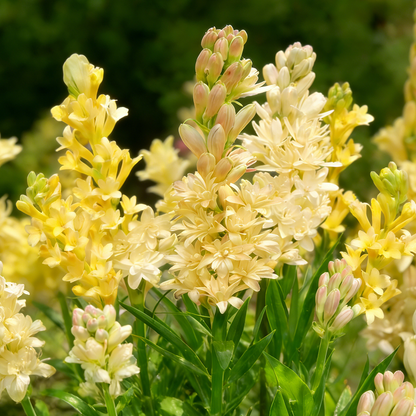 🌙🌺 Moon Garden Tuberose | Double Bloom Fragrant Flower Bulbs