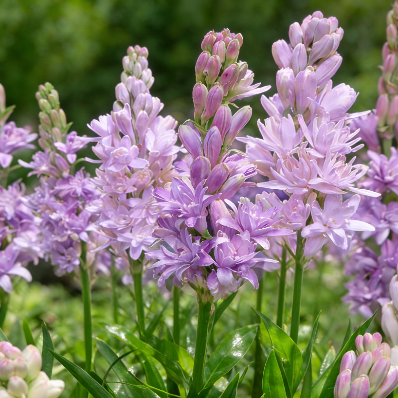 🌙🌺 Moon Garden Tuberose | Double Bloom Fragrant Flower Bulbs