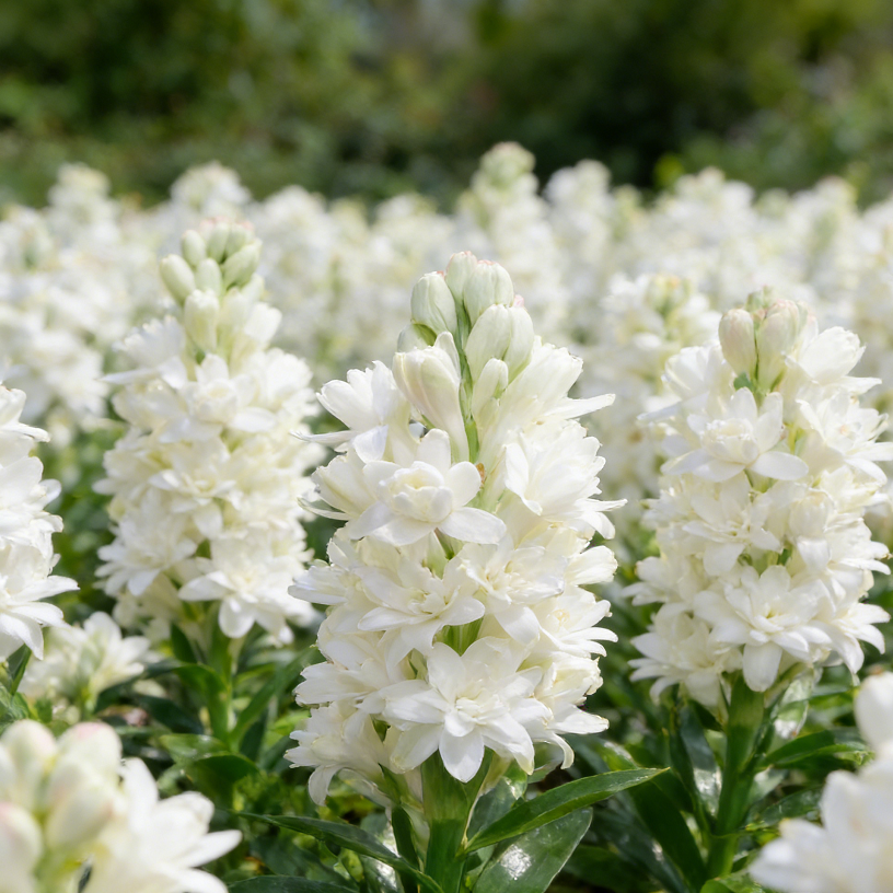 🌙🌺 Moon Garden Tuberose | Double Bloom Fragrant Flower Bulbs