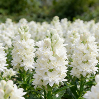 🌙🌺 Moon Garden Tuberose | Double Bloom Fragrant Flower Bulbs