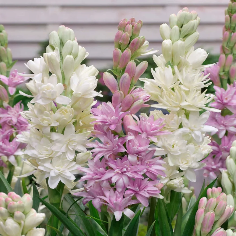 🌙🌺 Moon Garden Tuberose | Double Bloom Fragrant Flower Bulbs
