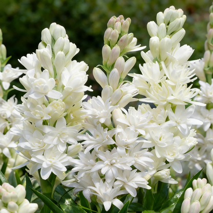 🌙🌺 Moon Garden Tuberose | Double Bloom Fragrant Flower Bulbs
